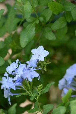 Bahçede güzel açık mavi çiçekler