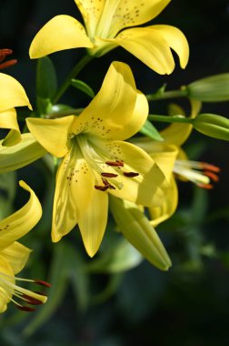 güzel zambak çiçekleri, çiçek konsepti imajı