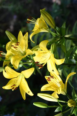 güzel zambak çiçekleri, çiçek konsepti imajı