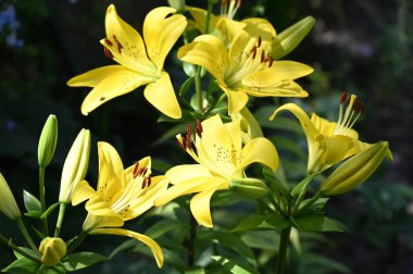 güzel zambak çiçekleri, çiçek konsepti imajı