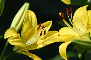 güzel zambak çiçekleri, çiçek konsepti imajı