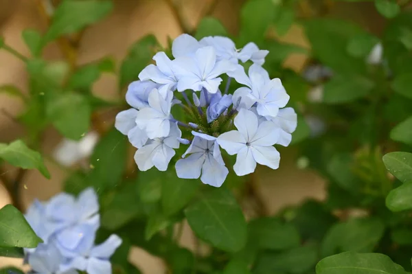 Schöne Hellblaue Blumen Garten — Stockfoto