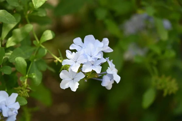 Hermosas Flores Azul Claro Jardín — Foto de Stock