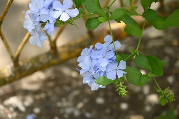 Hermosas Flores Azul Claro Jardín — Foto de Stock