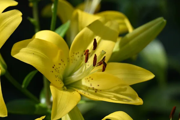 Schöne Lilienblüten Florales Konzept Bild — Stockfoto