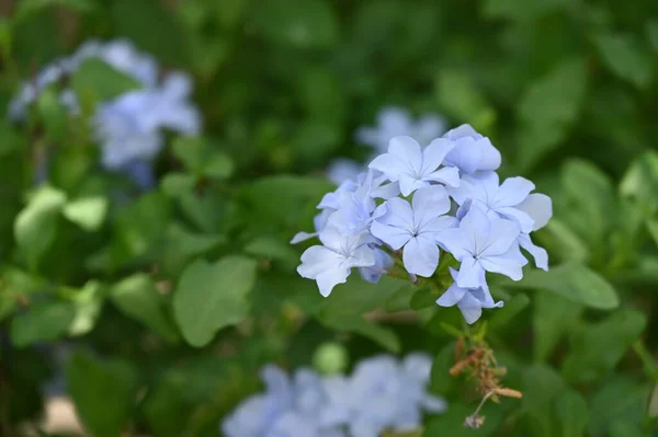 Красивые Светло Голубые Цветы Саду — стоковое фото