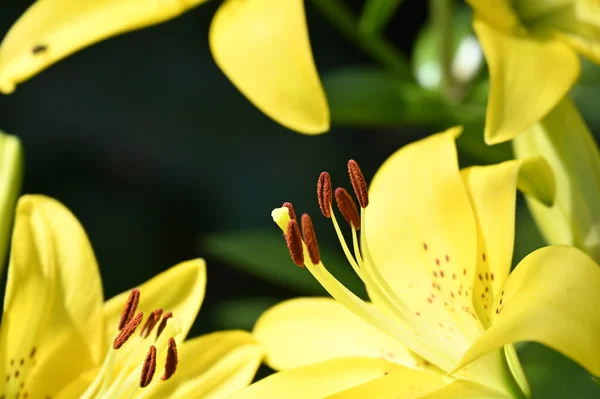 Beautiful Lily Flowers Floral Concept Image — Stock Photo, Image