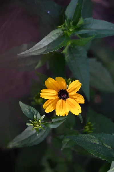 Сонячно Жовті Квіти Ростуть Саду — стокове фото