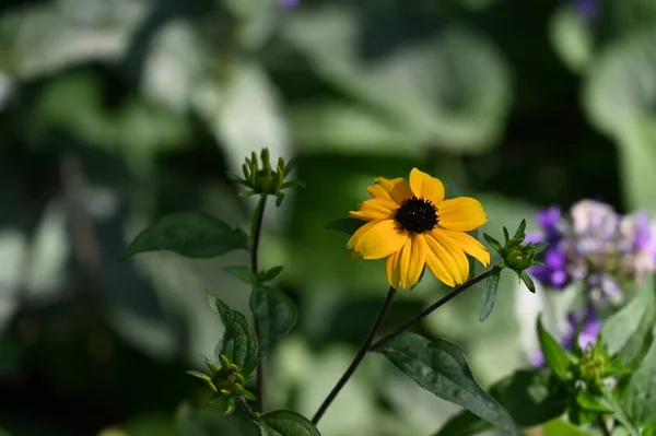 Flores Amarillas Soleadas Que Crecen Jardín — Foto de Stock