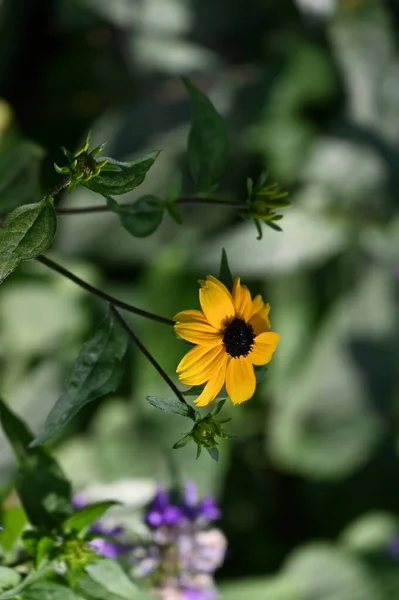 Flores Amarillas Soleadas Que Crecen Jardín —  Fotos de Stock