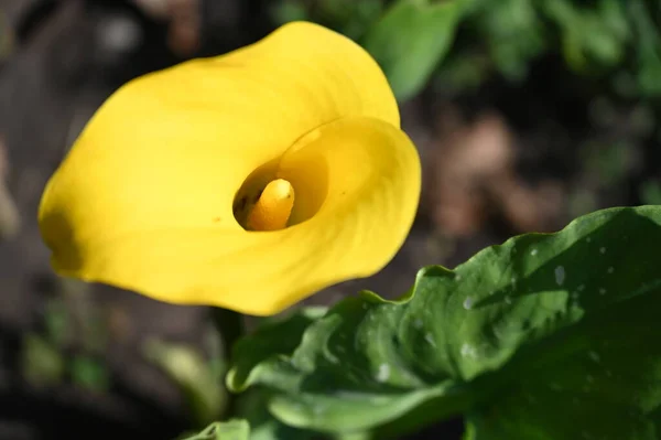 Zonnige Gele Bloemen Groeien Tuin — Stockfoto