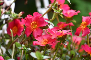 bahçede büyüyen güzel pembe çiçekler