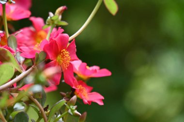 bahçede büyüyen güzel pembe çiçekler