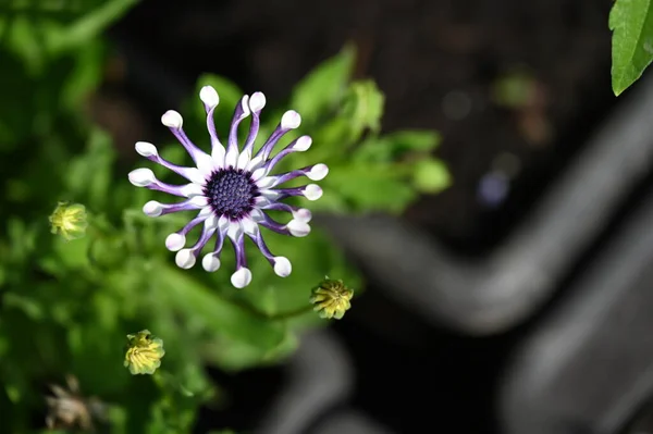 花园中的白花和紫花密闭在一起 — 图库照片