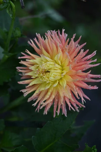 Piękny Żółty Różowy Kolorowy Kwiat Ogrodzie — Zdjęcie stockowe