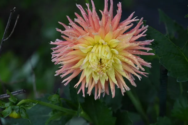 Gyönyörű Sárga Rózsaszín Színű Virág Kertben — Stock Fotó