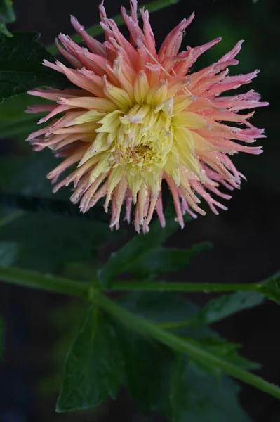 庭の美しい黄色とピンクの花 — ストック写真