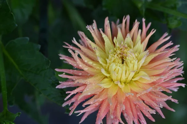 Bela Flor Cor Amarela Rosa Jardim — Fotografia de Stock