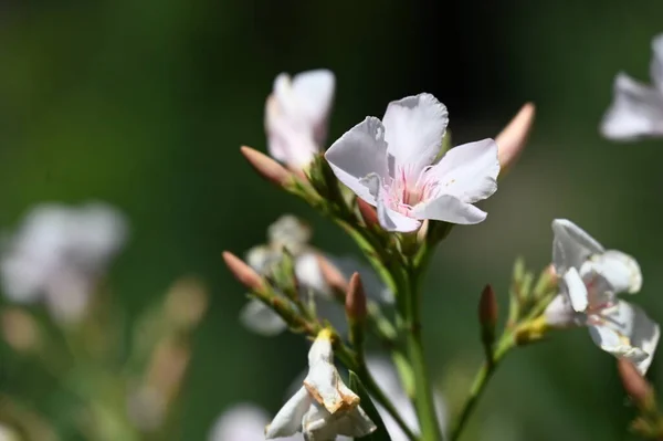 Bahçede Büyüyen Beyaz Harika Çiçekler — Stok fotoğraf