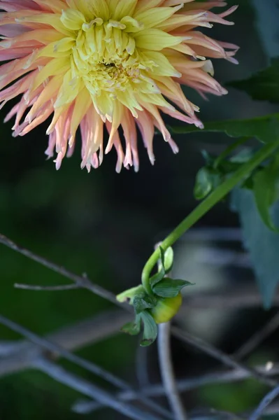 Schöne Gelbe Und Rosafarbene Blume Garten — Stockfoto