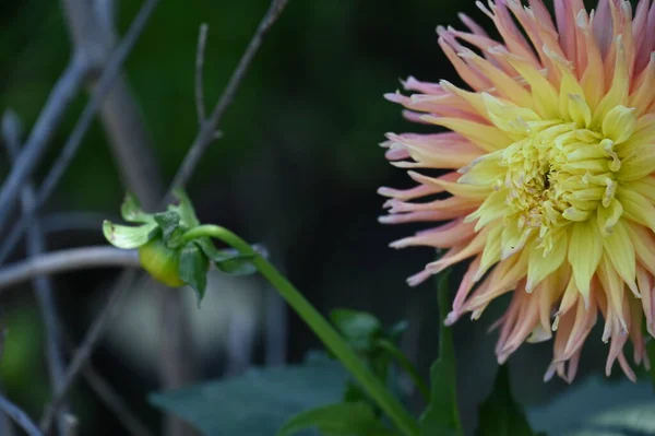 Mooie Gele Roze Gekleurde Bloem Tuin — Stockfoto