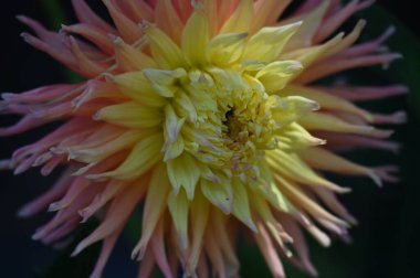 Bahçedeki güzel sarı ve pembe renkli çiçek