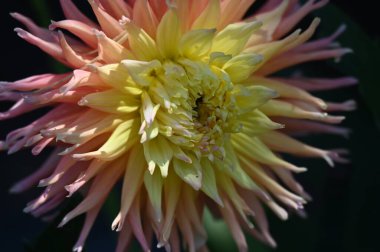 Bahçedeki güzel sarı ve pembe renkli çiçek