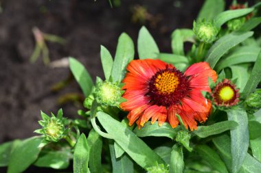 bahçede büyüyen güzel kırmızı çiçekler