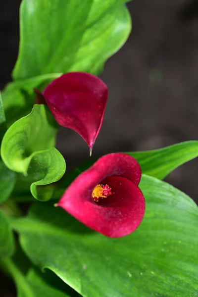 Bellissimi Fiori Rosa Che Crescono Giardino — Foto Stock