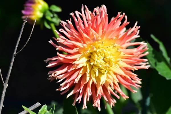 Hermosa Flor Color Amarillo Rosa Jardín —  Fotos de Stock