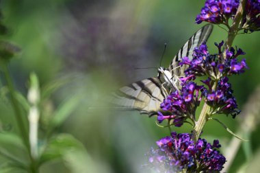 Çiçeklerin üzerinde oturan güzel kelebeğin yakın görüntüsü