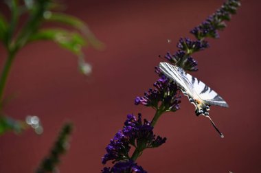 Çiçeklerin üzerinde oturan güzel kelebeğin yakın görüntüsü