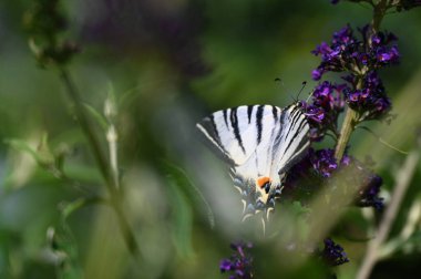 Çiçeklerin üzerinde oturan güzel kelebeğin yakın görüntüsü