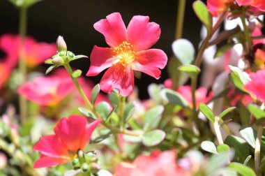 bahçede büyüyen güzel pembe çiçekler