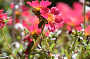 bahçede büyüyen güzel pembe çiçekler