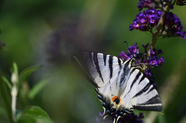 坐在盛开的花朵上的美丽蝴蝶的近景 — 图库照片