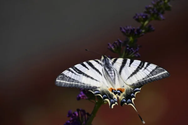 Close View Beautiful Butterfly Sitting Blooming Flowers — Stockfoto