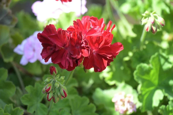 花园里生长着美丽的红花 — 图库照片