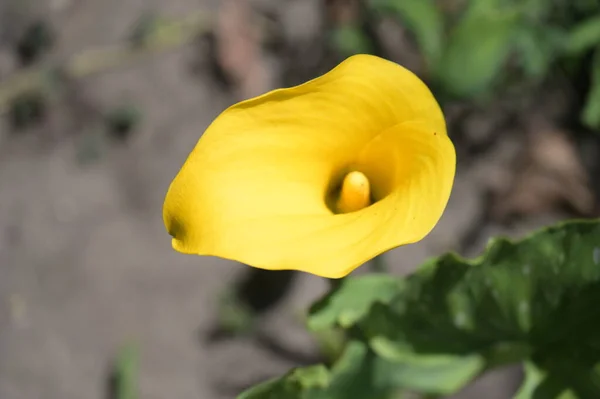 Zonnige Gele Bloemen Groeien Tuin — Stockfoto