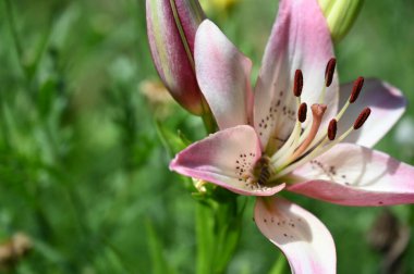 güzel zambak çiçekleri, çiçek konsepti imajı