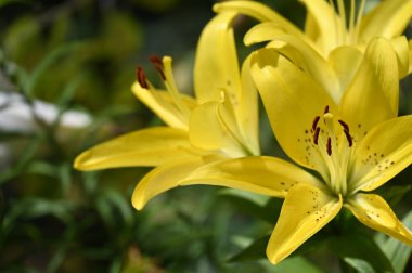 güzel zambak çiçekleri, çiçek konsepti imajı