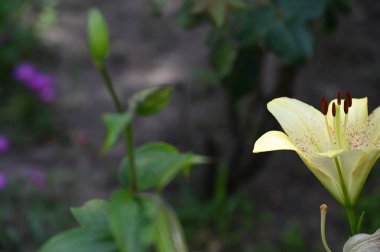 güzel zambak çiçekleri, çiçek konsepti imajı