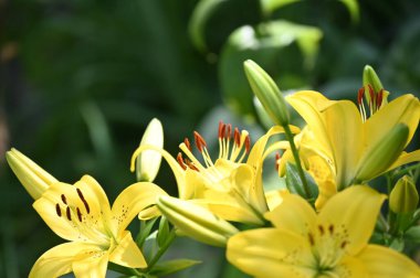 güzel zambak çiçekleri, çiçek konsepti imajı