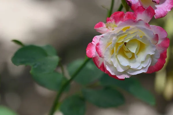 Belle Fleur Rose Poussant Dans Jardin — Photo