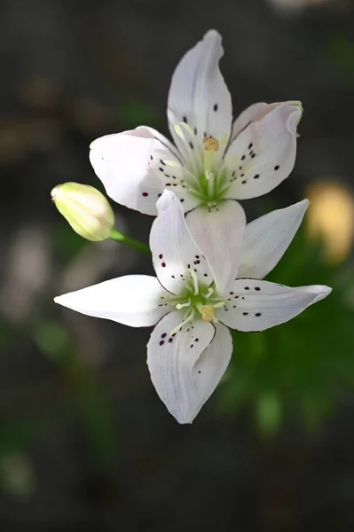 Kaunis Lilja Kukkia Kukka Käsite Kuva — kuvapankkivalokuva