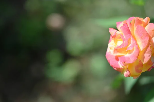 Bahçede Büyüyen Güzel Bir Gül Çiçeği — Stok fotoğraf