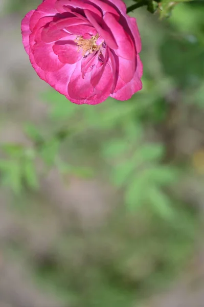 Bella Rosa Fiore Che Cresce Giardino — Foto Stock