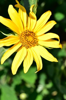 Bahçede büyüyen güneşli sarı çiçekler