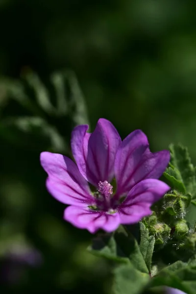 Flores Púrpuras Floreciendo Jardín —  Fotos de Stock
