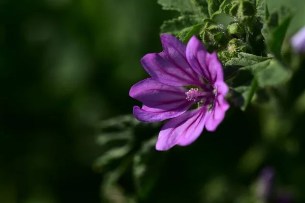Kukkivat Violetti Kukkia Kasvaa Puutarhassa — kuvapankkivalokuva